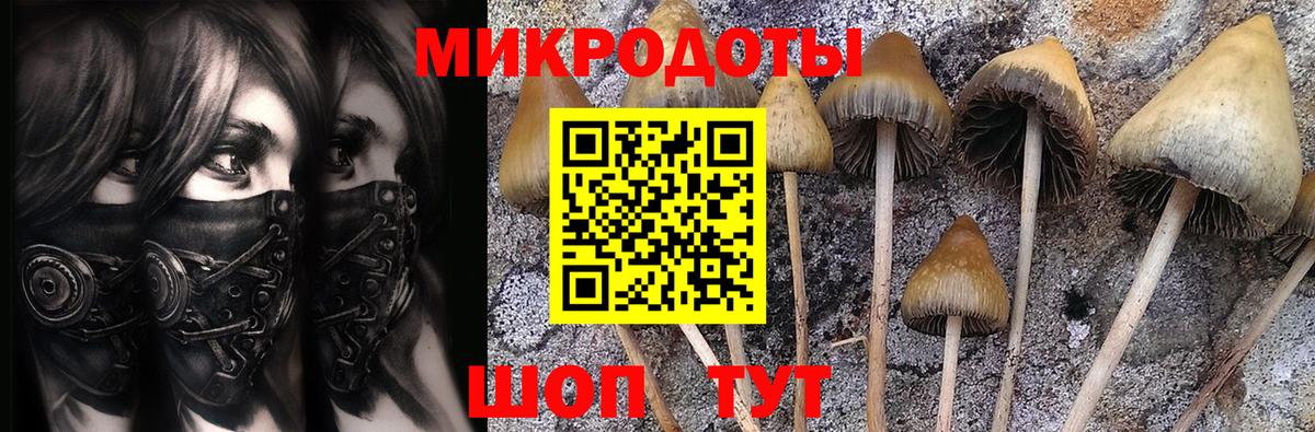 магазин продажи наркотиков  Псилоцибиновые грибы Cubensis  Вход с VPN  Хасавюрт 